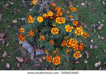 Tagetes patula 'Little Bee' flowers bloom in October. Tagetes, marigolds, is a genus of annual or perennial, mostly herbaceous plants in the family Asteraceae. Berlin, Germany