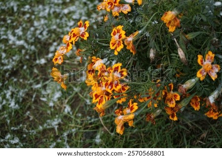 Similar – Image, Stock Photo Little bee and flower | spring meadow with dandelion and daisy and bee