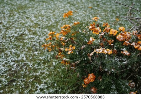 Similar – Image, Stock Photo Little bee and flower | spring meadow with dandelion and daisy and bee