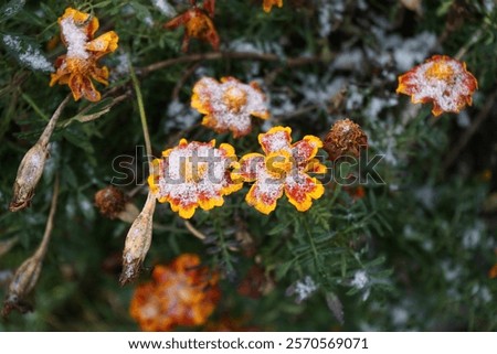 Similar – Image, Stock Photo Little bee and flower | spring meadow with dandelion and daisy and bee