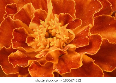 Tagetes patula. Orange Mari gold flower, French marigold, Tagetes erecta, Mexican marigold, Aztec marigold, African marigold close-up.