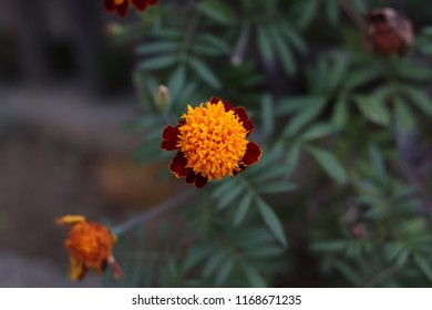 marigold tiger eyes