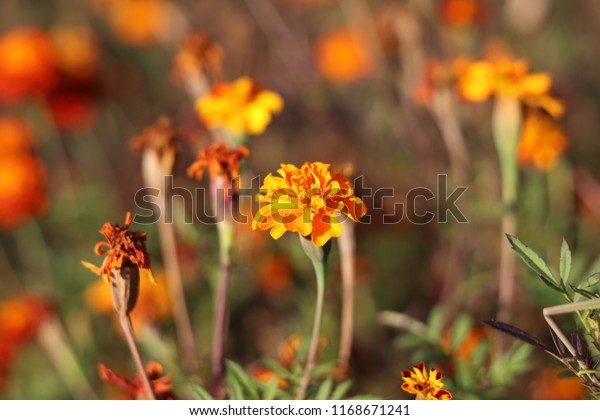 marigold tiger eyes