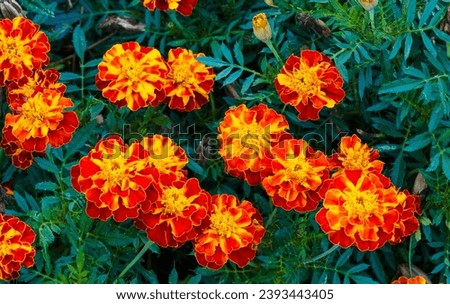(Tagetes patula x erecta) French marigold 'Konstance'. Bedding plant with velvet-textured dark-bronze to mahogany-red double flowers above a fine divided green foliage