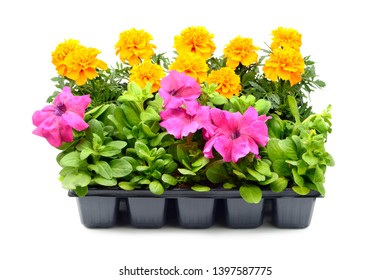 Tagetes and petunia flower tray box on white isolated background.