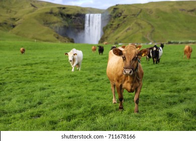 A tagged brown cow, followed by a large herd of cows, walk across a green field of grass with the beautiful Skógafoss waterfall of coastal Iceland in the background. 