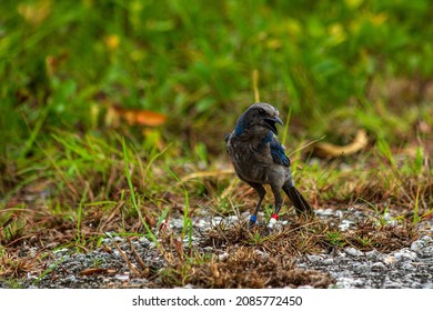 A Tagged Florida Scrub Jay