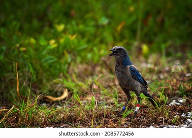 A Tagged Florida Scrub Jay