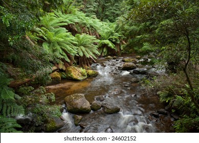 Taggerty River Flowing Through Wet Sclerophyll Forest Near Marysville, Victoria, Australia