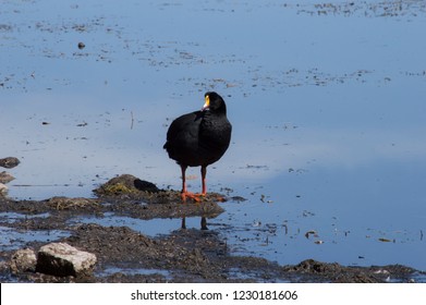 Tagua Duck In Chungará Lake