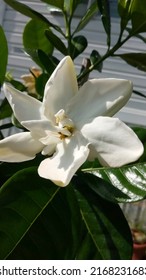 Tahitian Double Gardenia Florida Spring 