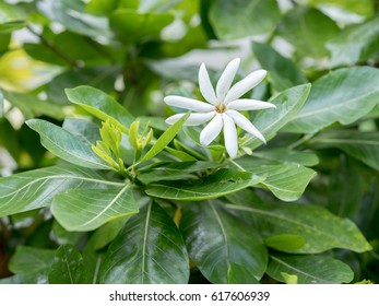 Tahitian Gardenia  Flower