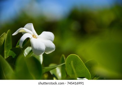 Tahitian Gardenia On Shrub In Tahiti