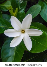 Tahitian Gardenia (Rangiroa, Tuamotu Islands, French Polynesia)