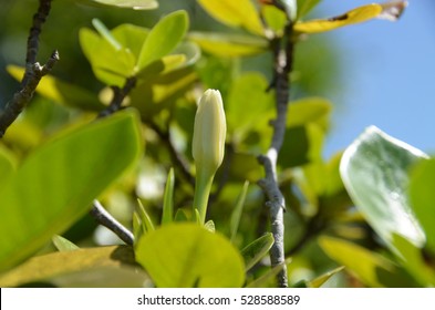 Tahitian Gardenia Tiare Bud On Shrub