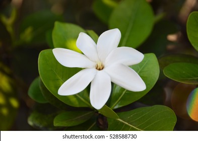 Tahitian Gardenia Tiare Close Up