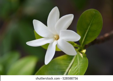 Tahitian Gardenia Tiare Tahiti On Shrub