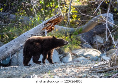Tahoe Bear Cub Fishing In Taylor Creek In Lake Tahoe Basin