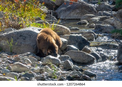 Tahoe Bear Cub Fishing In Taylor Creek In Lake Tahoe Basin