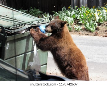 Tahoe Bear Looking For Food