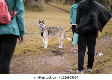 Tahoe, CA / USA - July 8, 2019: A Dog Hiking With His Family. 