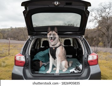 Tahoe, CA / USA - July 8, 2019: A Dog Sitting Behind The Trunk Of A Subaru Vehicle. 