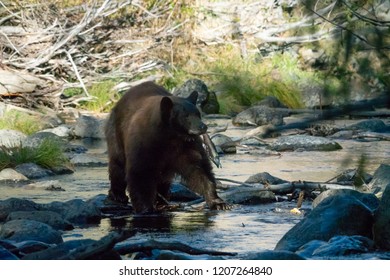 Tahoe Mother Bear Fishing In Taylor Creek In Lake Tahoe Basin