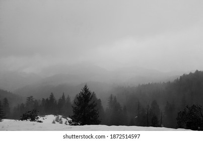 Tahoe National Forest While Snowing