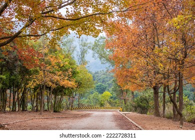 Tai Tong red leaves view in autumn, Yuen Long, Hong Kong - Shutterstock ID 2222728311