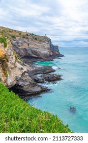 Taiaroa Head At Otago Peninsula, New Zealand