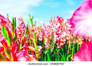 Taichung, Taiwan - October 21, 2018: Pink blooming flowers under the bright blue sky - Shutterstock ID 1948087987