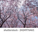 Taichung,Taiwan-02.10.2024:a view of blooming cherry blossom trees (sakura,Prunus subgen. Cerasus) at Heping District Wuling Farm