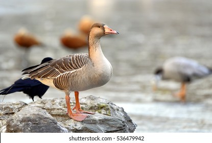 Taiga Bean Goose