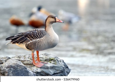 Taiga Bean Goose