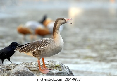 Taiga Bean Goose