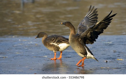 Taiga Bean Goose