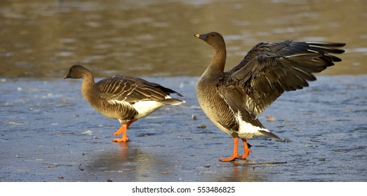 Taiga Bean Goose