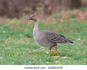 The taiga bean goose (Anser fabalis) is a goose that breeds in northern Europe and Asia. 