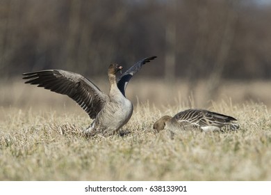 Taiga Bean Goose (Anser Fabalis)