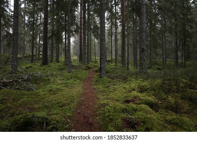 Taiga forest, Sweden in november.  - Shutterstock ID 1852833637