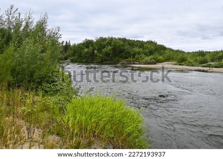 The taiga river of the Polar Urals. River summer landscape in the Komi Republic, Russia.