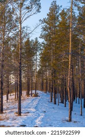 Taiga Wood In The Winter. Winter Taiga. The Siberian Wood In The Winter In Russia.