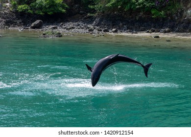 Taiji Whale Museum In Wakayama.