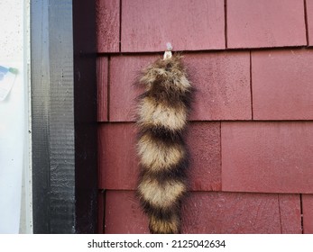 The Tail Of An Animal Tacked To The Side Of A Building. The Racoon Tail Is Hanging By An Office Grade Thumbtack.