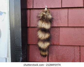 The Tail Of An Animal Tacked To The Side Of A Building. The Racoon Tail Is Hanging By An Office Grade Thumbtack.