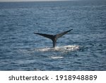 Tail of a Blue whale (Balaenoptera musculus) while diving