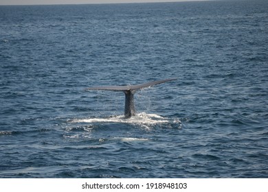 Tail Of A Blue Whale (Balaenoptera Musculus) While Diving