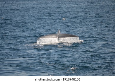 Tail Of A Blue Whale (Balaenoptera Musculus) While Diving