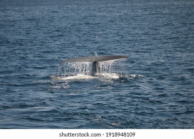 Tail Of A Blue Whale (Balaenoptera Musculus) While Diving