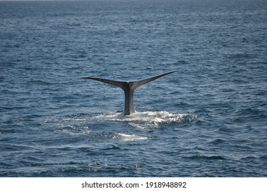 Tail Of A Blue Whale (Balaenoptera Musculus) While Diving